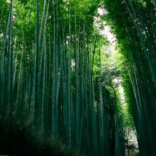 Bamboo forest wallpaper