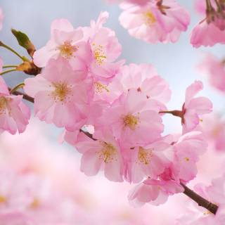 Sakura bloom wallpaper