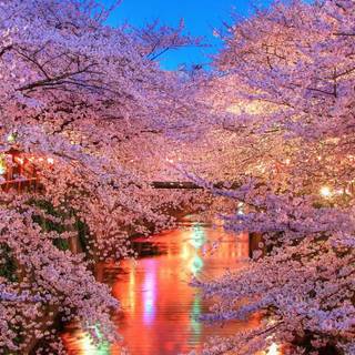 Sakura bloom wallpaper