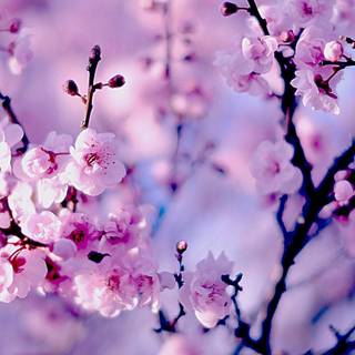 Sakura bloom wallpaper