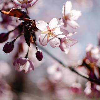 Sakura bloom wallpaper