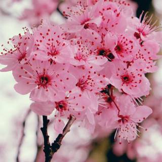 Sakura bloom wallpaper