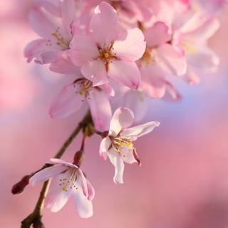 Sakura bloom wallpaper