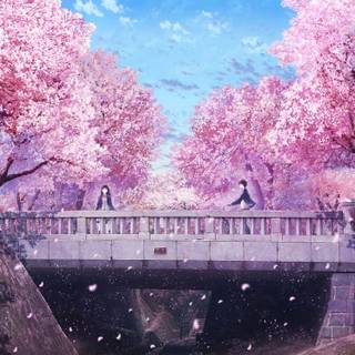 Sakura bloom wallpaper