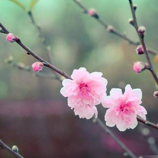 Sakura bloom wallpaper