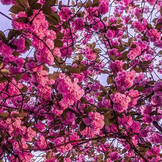 Sakura bloom wallpaper