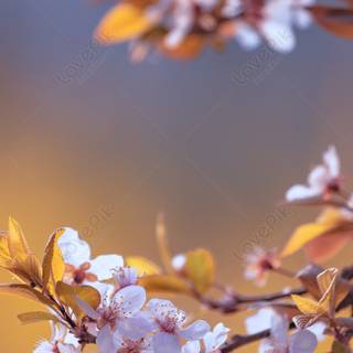 Sakura bloom wallpaper