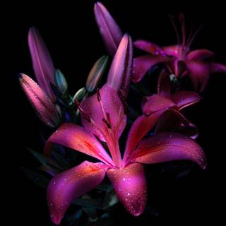 Aesthetic flowers 4k wallpaper