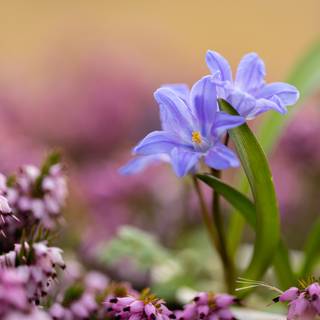 Aesthetic flowers 4k wallpaper