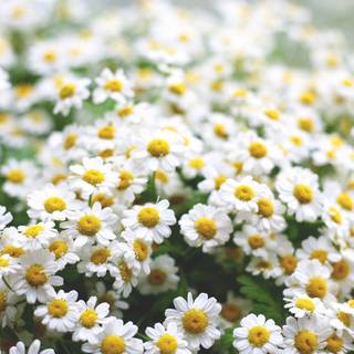 Aesthetic flowers 4k wallpaper