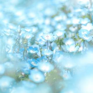 Aesthetic flowers 4k wallpaper