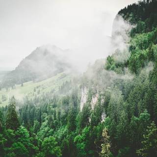 Green minimal 4k wallpaper