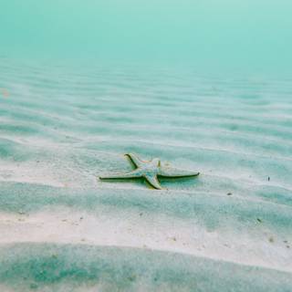 Teal phone wallpaper