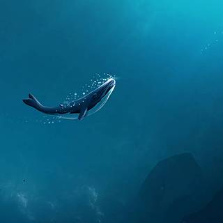 Whale phone wallpaper