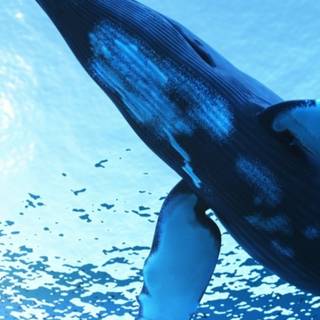 Whale phone wallpaper