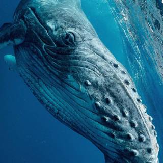 Whale phone wallpaper