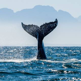 Whale phone wallpaper