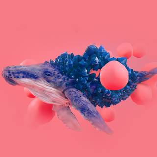 Whale phone wallpaper