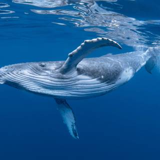 Whale desktop wallpaper