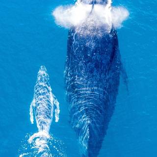 Whale phone wallpaper