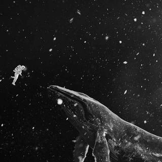 Whale phone wallpaper