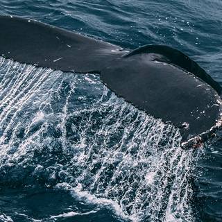 Whale phone wallpaper