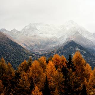 Aesthetic fall iPhone wallpaper