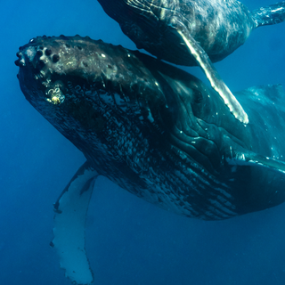 Whale phone wallpaper