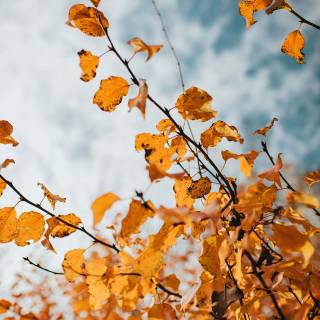 Aesthetic fall iPhone wallpaper