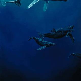 Whale phone wallpaper