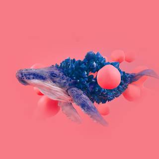 Whale iPhone wallpaper