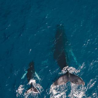 Whale iPhone wallpaper