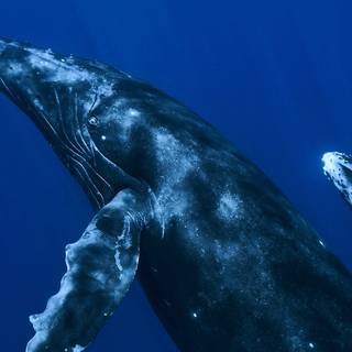 Whale iPhone wallpaper