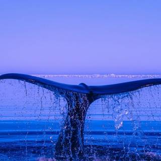 Whale iPhone wallpaper