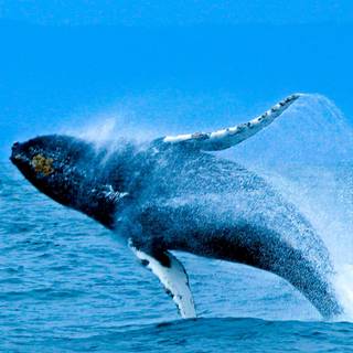 Whale iPhone wallpaper