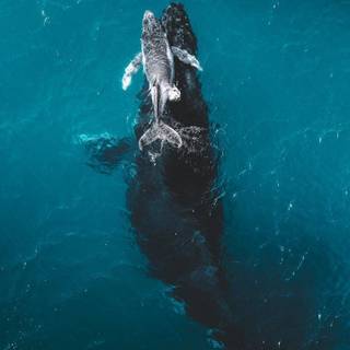 Whale iPhone wallpaper