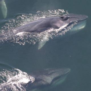 Whale iPhone wallpaper