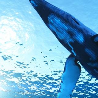 Whale iPhone wallpaper
