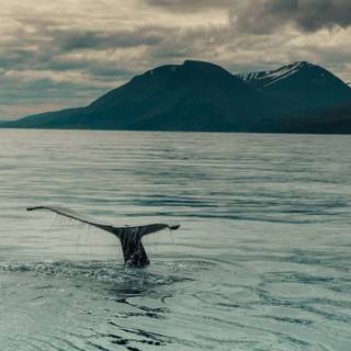 Whale iPhone wallpaper