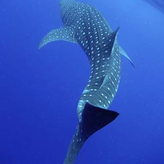 Whale iPhone wallpaper