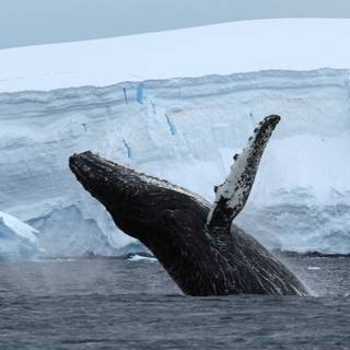 Whale iPhone wallpaper