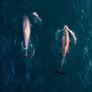 Whale iPhone wallpaper