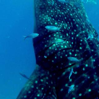 Whale iPhone wallpaper