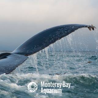 Whale iPhone wallpaper