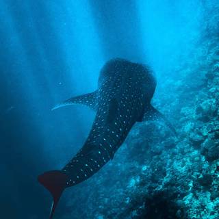 Whale iPhone wallpaper