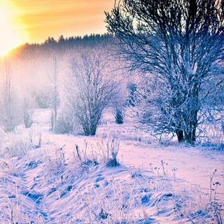 Winter snow trail wallpaper