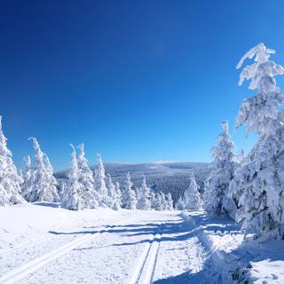 Winter snow trail wallpaper