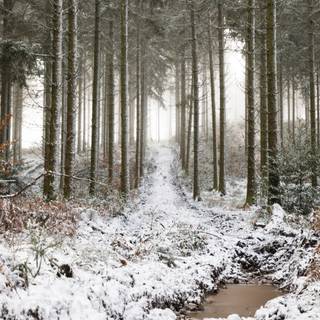 Winter snow trail wallpaper