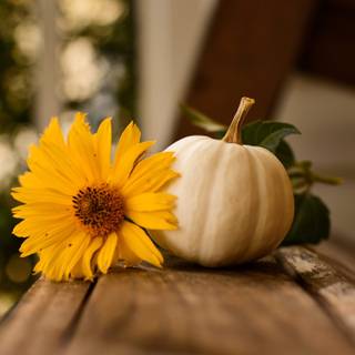 Thanksgiving 2560x1440 wallpaper