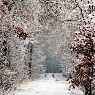 Winter snow trail wallpaper